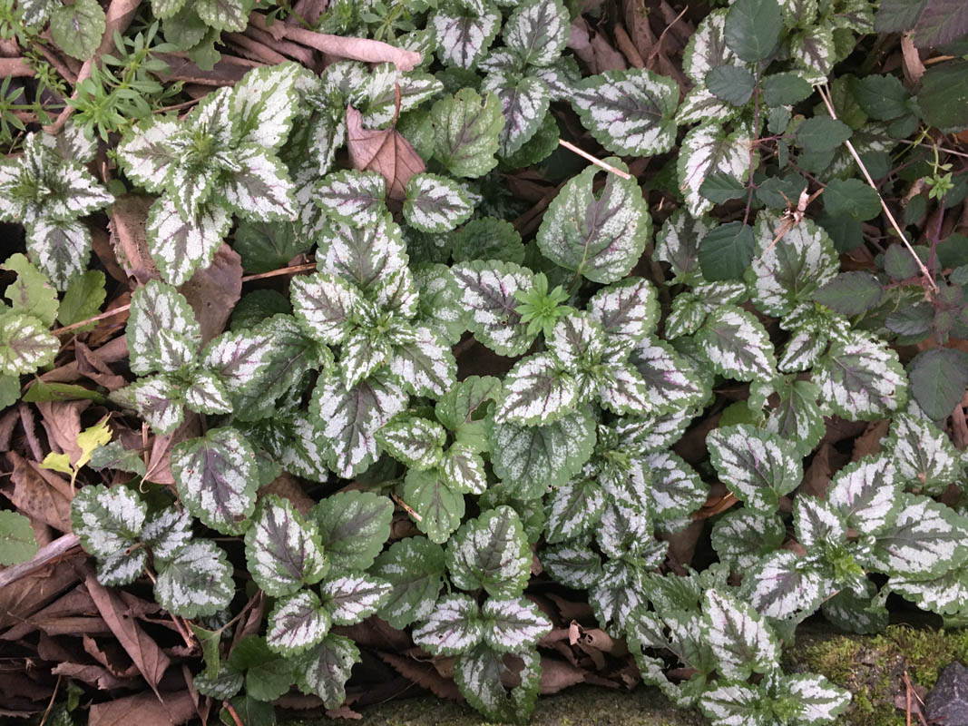 Lamiastrum galeobdolon photo